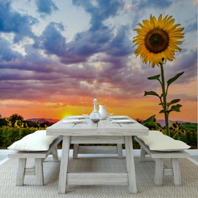 Fototapeta Promienie zachodzącego słońca na plantacji słoneczników