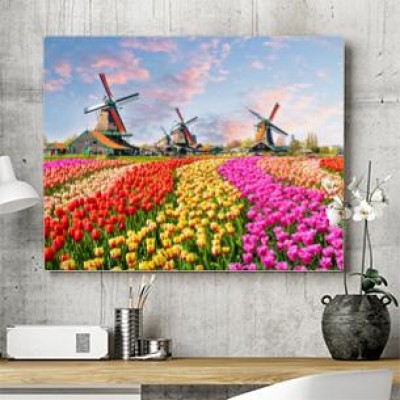 krajobraz-z-tulipanami-w-zaanse-schans