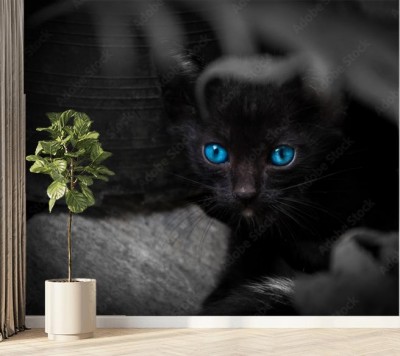czarny-kot-o-pieknych-niebieskich-oczach