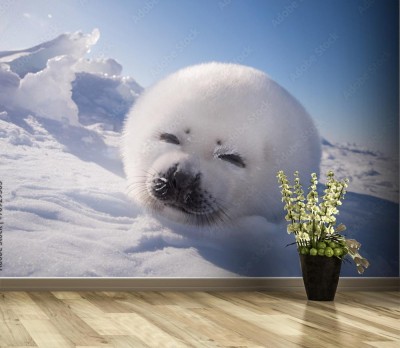 Fototapeta Mała foczka