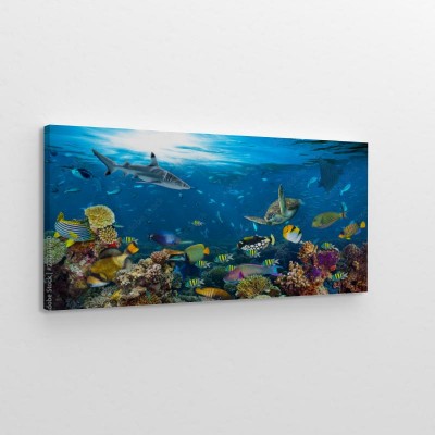 podwodne-widoki-na-rafe-koralowa