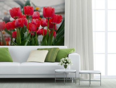 Fototapeta Kwitnące czerwone tulipany