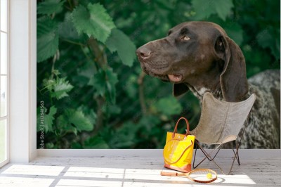 Fototapeta Pies myśliwski na kaczki