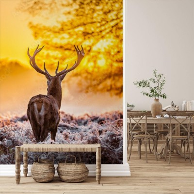 Fototapeta Jeleń w blasku porannego słońca