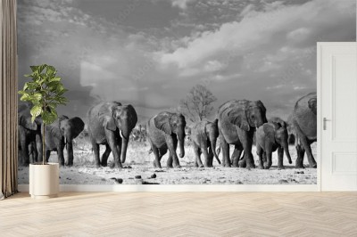 panorama-stada-sloni-spacerujacych-po-rowninach-afrykanskich