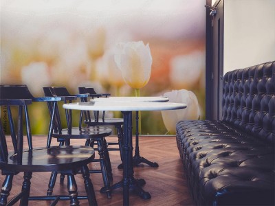 Fototapeta Tulipan na wiosnę