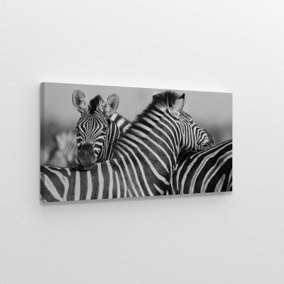 Obraz na płótnie Zebry na czarno-białym zdjęciu