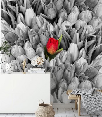 Fototapeta Czerwony tulipan na czarno-białym tle