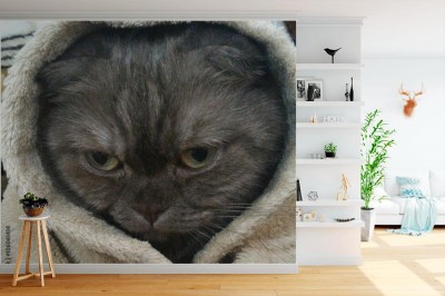 Fototapeta Kot w kocu