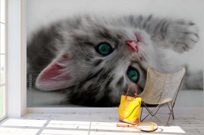 Fototapeta Kotek na plecach