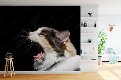 Fototapeta Portret kota perkalu