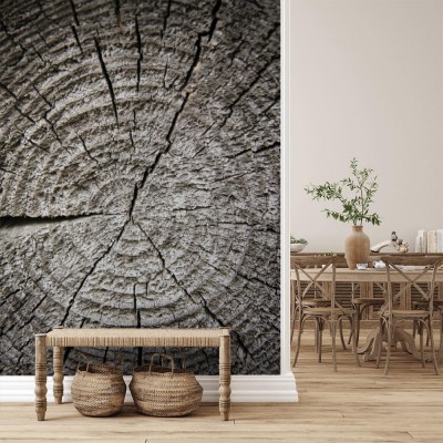 Fototapeta Przekrój starego drzewa