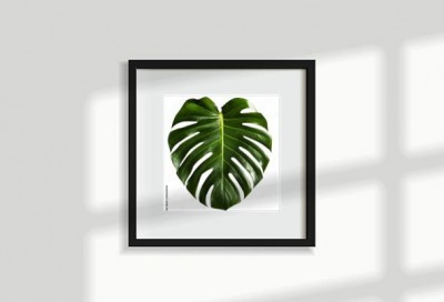 lisc-monstera