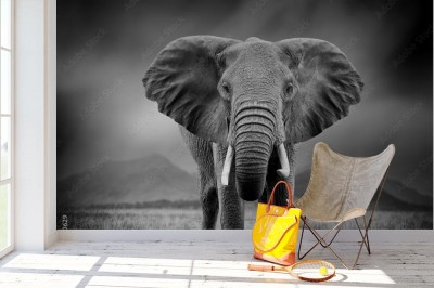 Fototapeta Czarno-biały obraz słonia