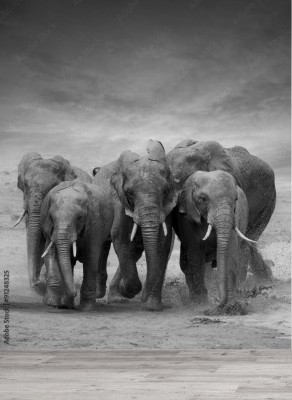 Fototapeta Słonie w galopie