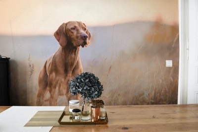 Fototapeta Węgierski ogar na spacerze