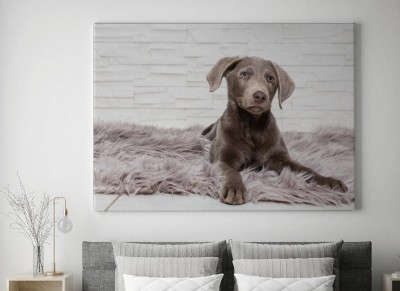 Obraz na płótnie Labrador w koszyku