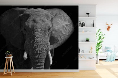 Fototapeta Duży słoń afrykański zabawiający się światłem
