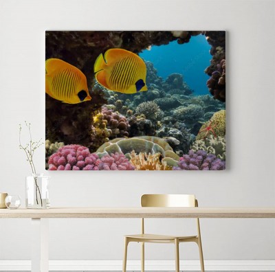 Obraz na płótnie Podwodny motyl