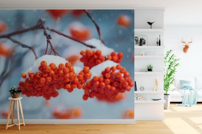 Fototapeta Jarzębina w śniegu