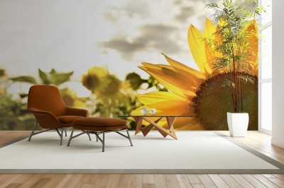 Fototapeta Jasne zdjęcie kwiatu słonecznika pod abstrakcyjnym niebem