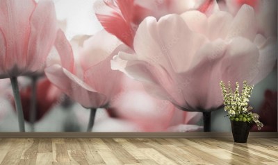Fototapeta Różowe tulipany