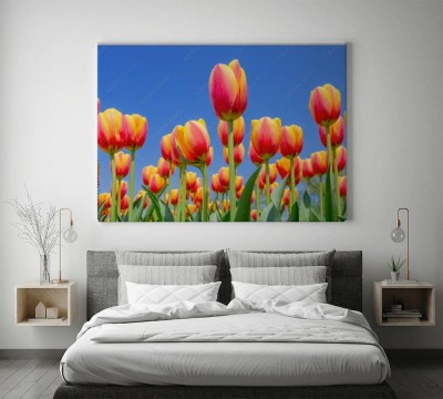 blekitne-niebo-i-tulipany