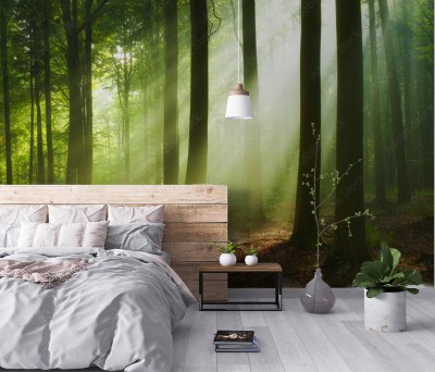 Fototapeta Piękny poranek w lesie