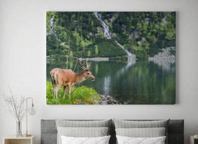 Obraz na płótnie Młody jeleń nad stawem alpejskim w Polsce