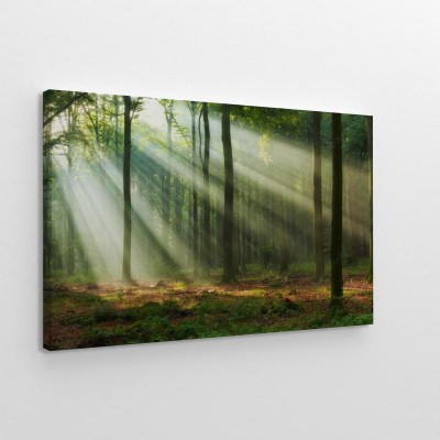 Obrazy do salonu Poranne światło w lesie