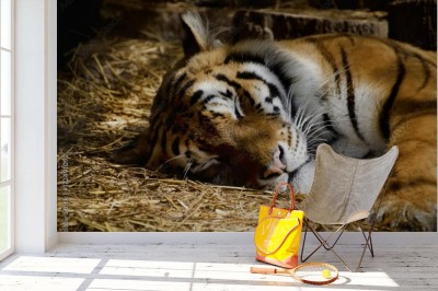 Fototapeta Śpiący tygrys