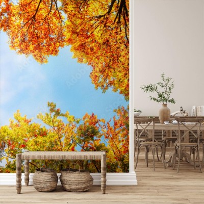 Fototapeta Treetops, błękitne niebo i jesienne słońce