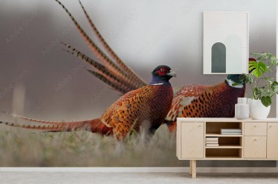 Fototapeta Bażanty