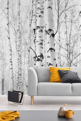 Fototapeta czarno-białe zdjęcie z białymi brzozami