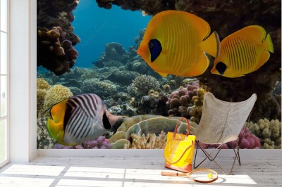 Fototapeta Zamaskowana Ryba Motyl