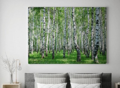 Obraz na płótnie Wiosenny las brzozowy ze świeżą zielenią