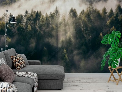 Fototapeta Las Teutoburski we mgle