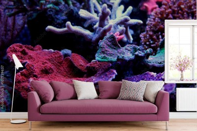 Fototapeta Montipora Coral mieszane kolory