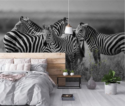Fototapeta Stado zebry