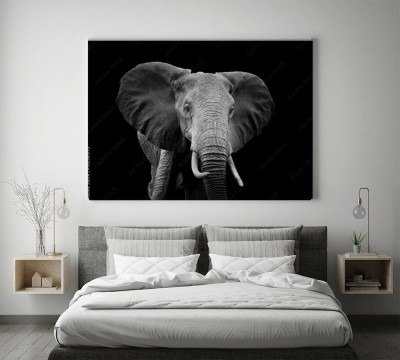 slon-na-ciemnym-tle