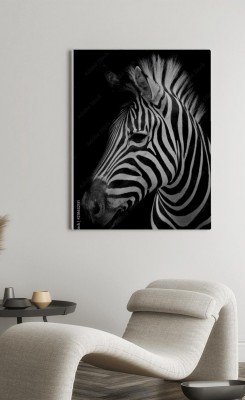 Obraz na płótnie Zebra na ciemnym tle