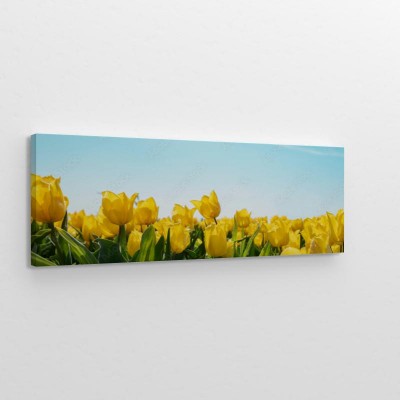 zolte-tulipany-pod-blekitnym-niebem