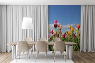 Fototapeta Panorama pola tulipanów - różne odmiany