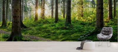 Fototapeta Piękna leśna panorama na wiosnę z jasnym słońcem świecącym przez drzewa