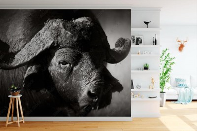 Fototapeta Portret byka afrykańskiego bawole