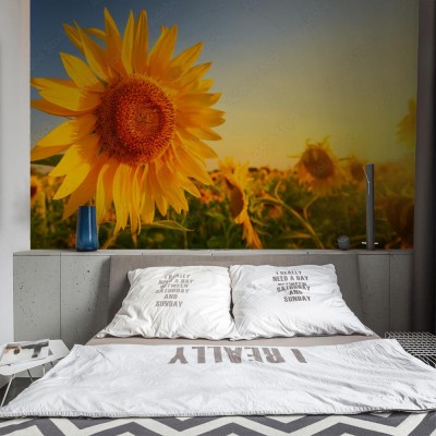 Fototapeta Słonecznik w zachodzącym słońcu