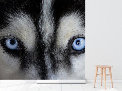 Fototapeta Syberyjski husky