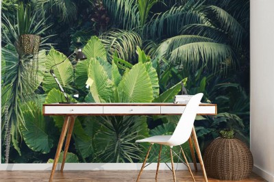 Fototapeta palmy, dżungla - tło roślin tropikalnych