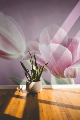 Fototapeta Różowe tulipany