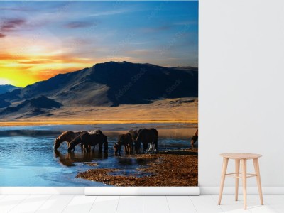 Fototapeta Stado koni na pustyni mongolskiej